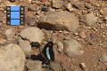 Scene_65_hssflight_Adelpha iphiclus licking salt on ground taking off